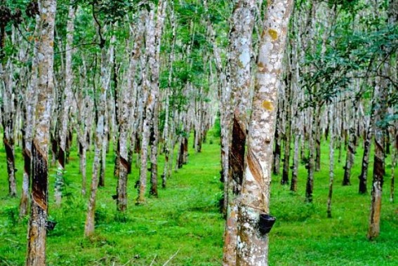 Rubber cultivation to be boosted in Tripura Rubber cultivation to be boosted in Tripura